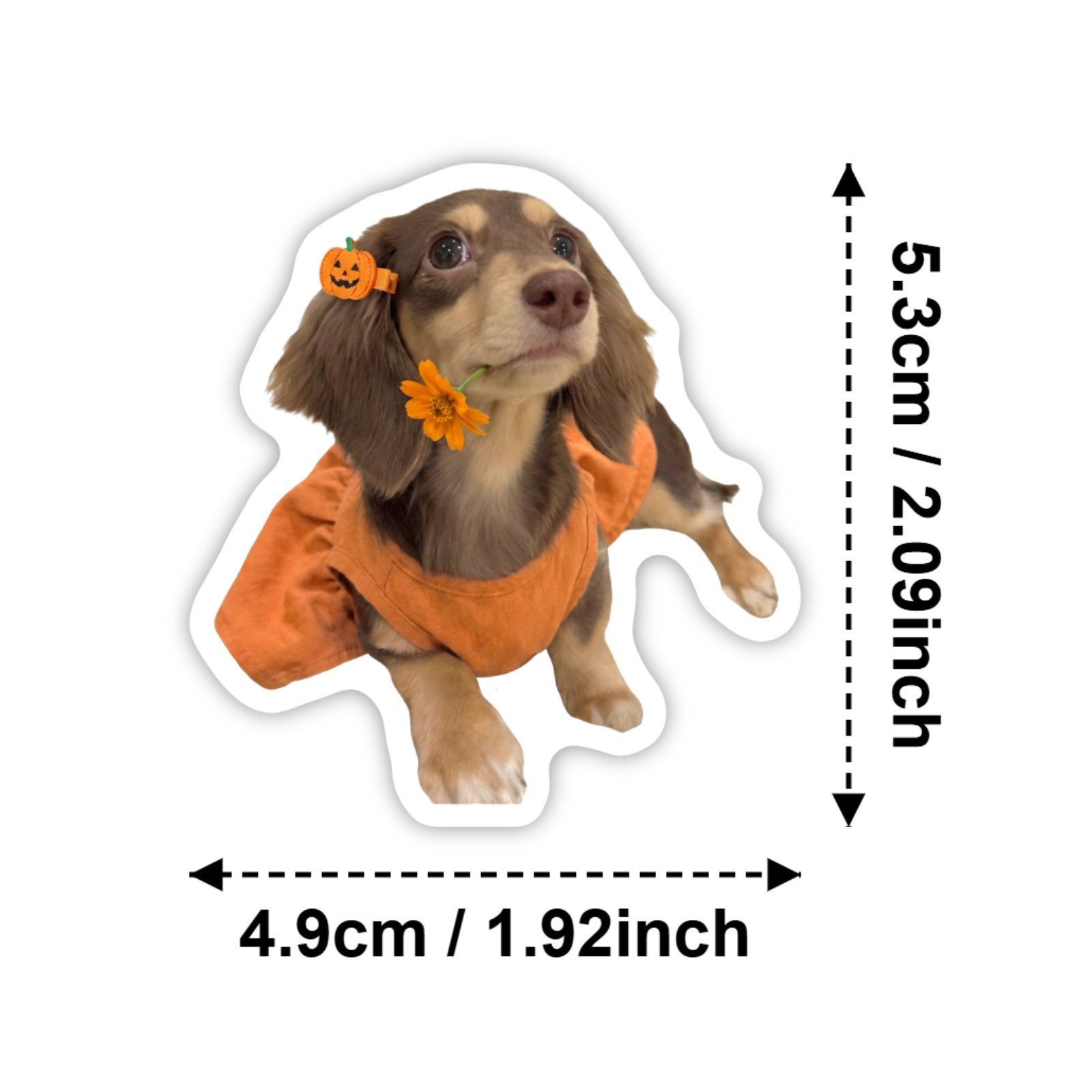 50 Pcs HD Cute Dachshund Stick - огляд і ціна Motorcycle Gear For Dogs